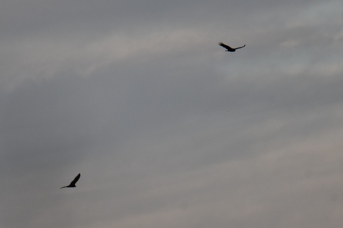 kondor krocanovitý - ML652512161