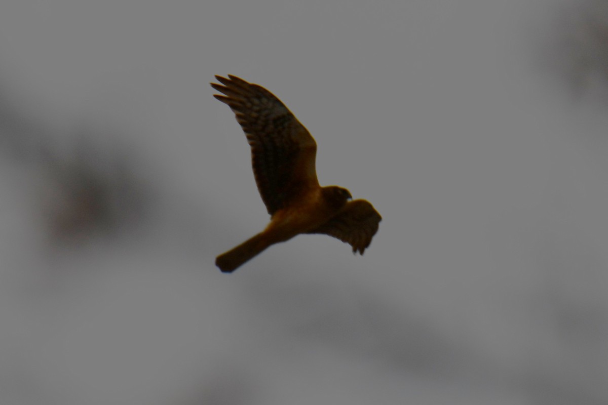 moták severoamerický - ML652512190