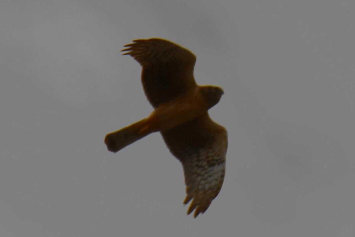 moták severoamerický - ML652512192