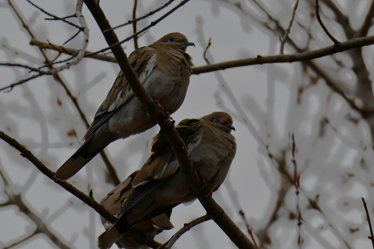 hrdlička bělavokřídlá - ML652512218