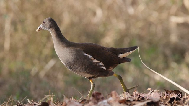 紅冠水雞 - ML652512288