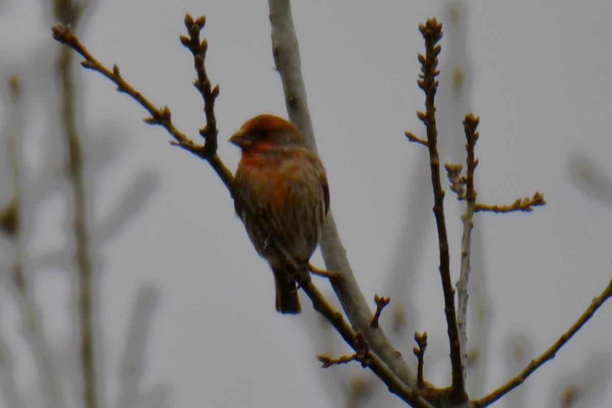 hýl rudoprsý - ML652512291