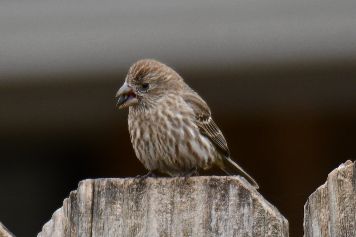 hýl rudoprsý - ML652512292