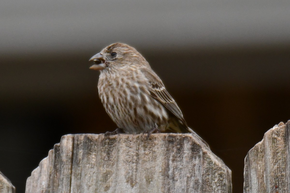 hýl rudoprsý - ML652512293