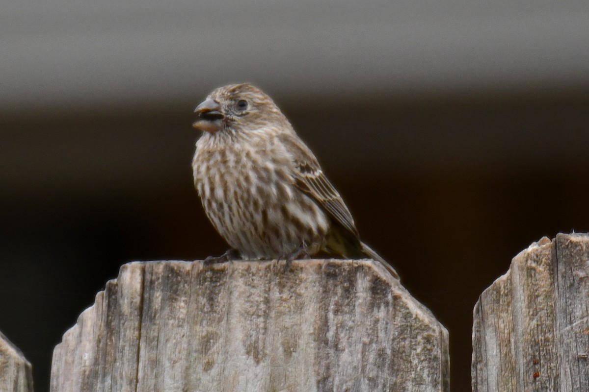 hýl rudoprsý - ML652512294