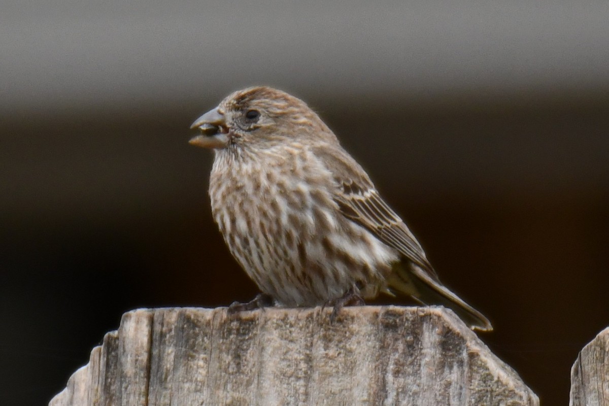 hýl rudoprsý - ML652512295