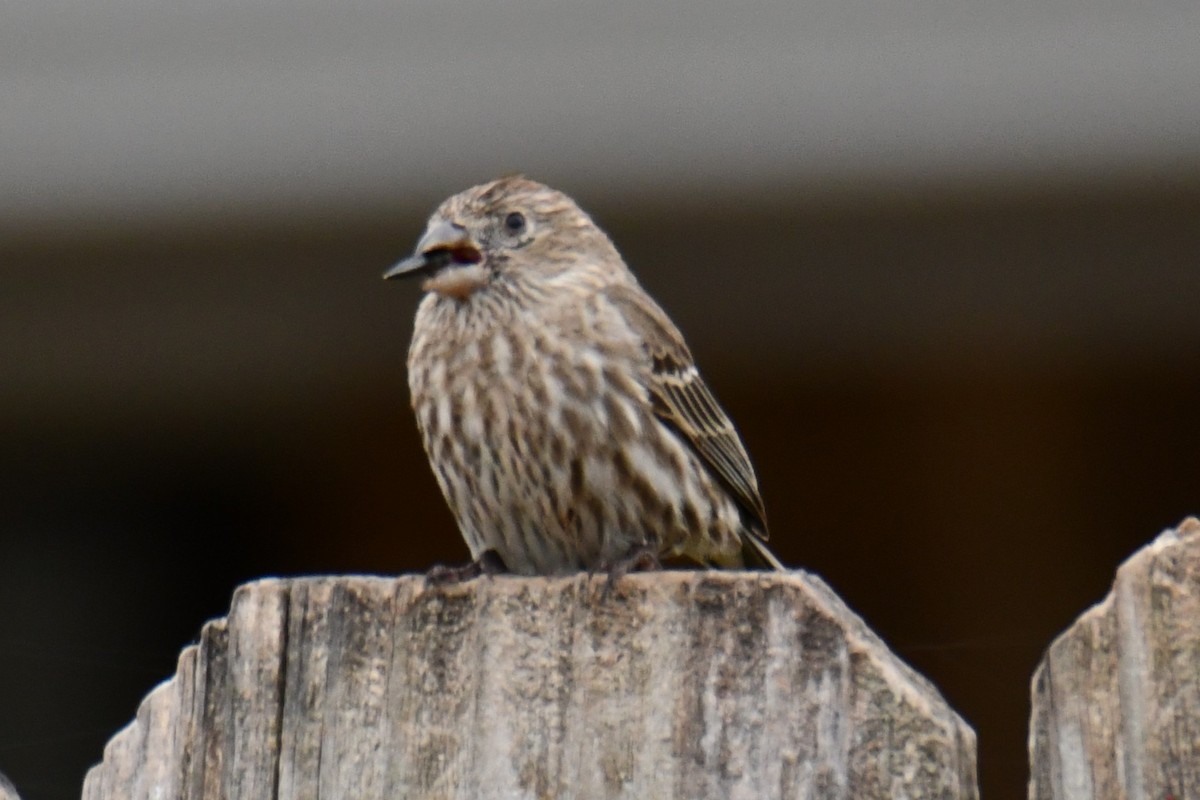 hýl rudoprsý - ML652512296