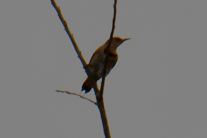 datel zlatý - ML652512308