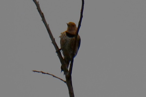 datel zlatý - ML652512309