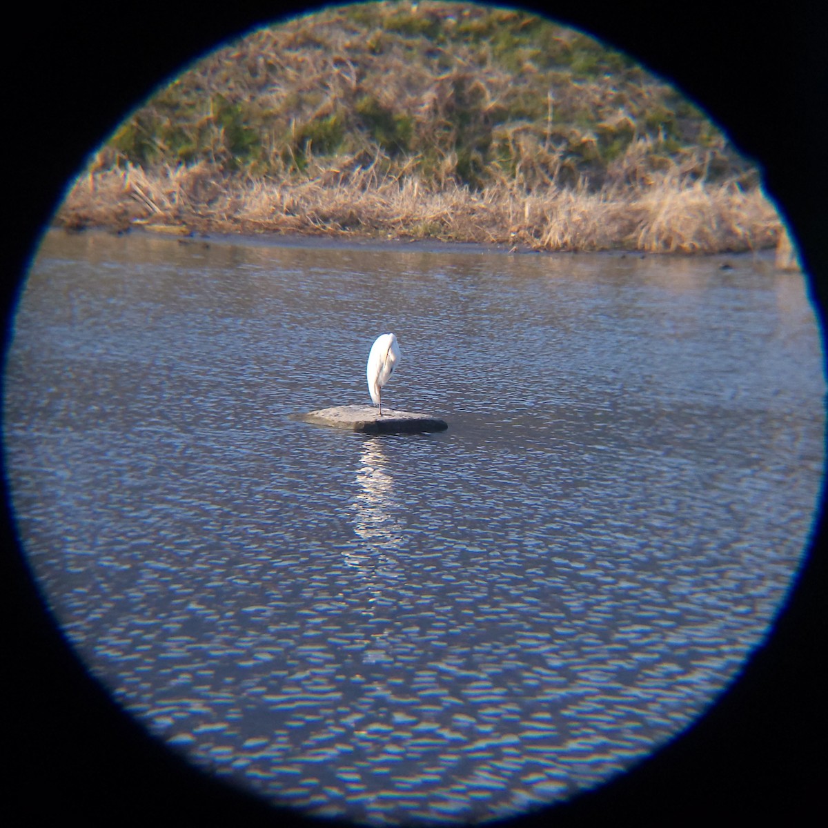 중대백로 - ML652512494