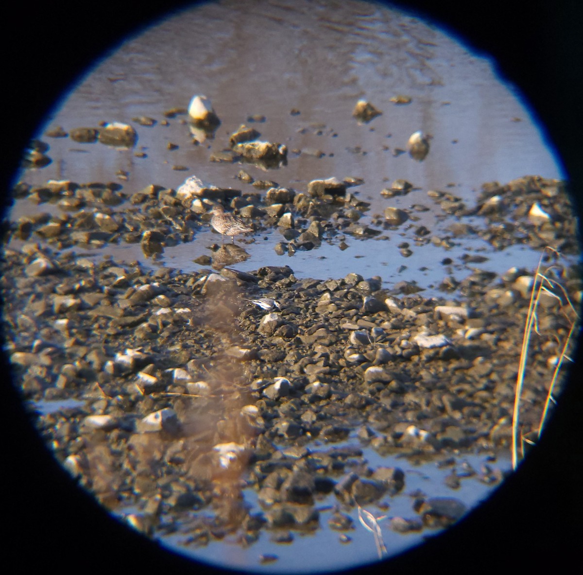 알락할미새 - ML652512496