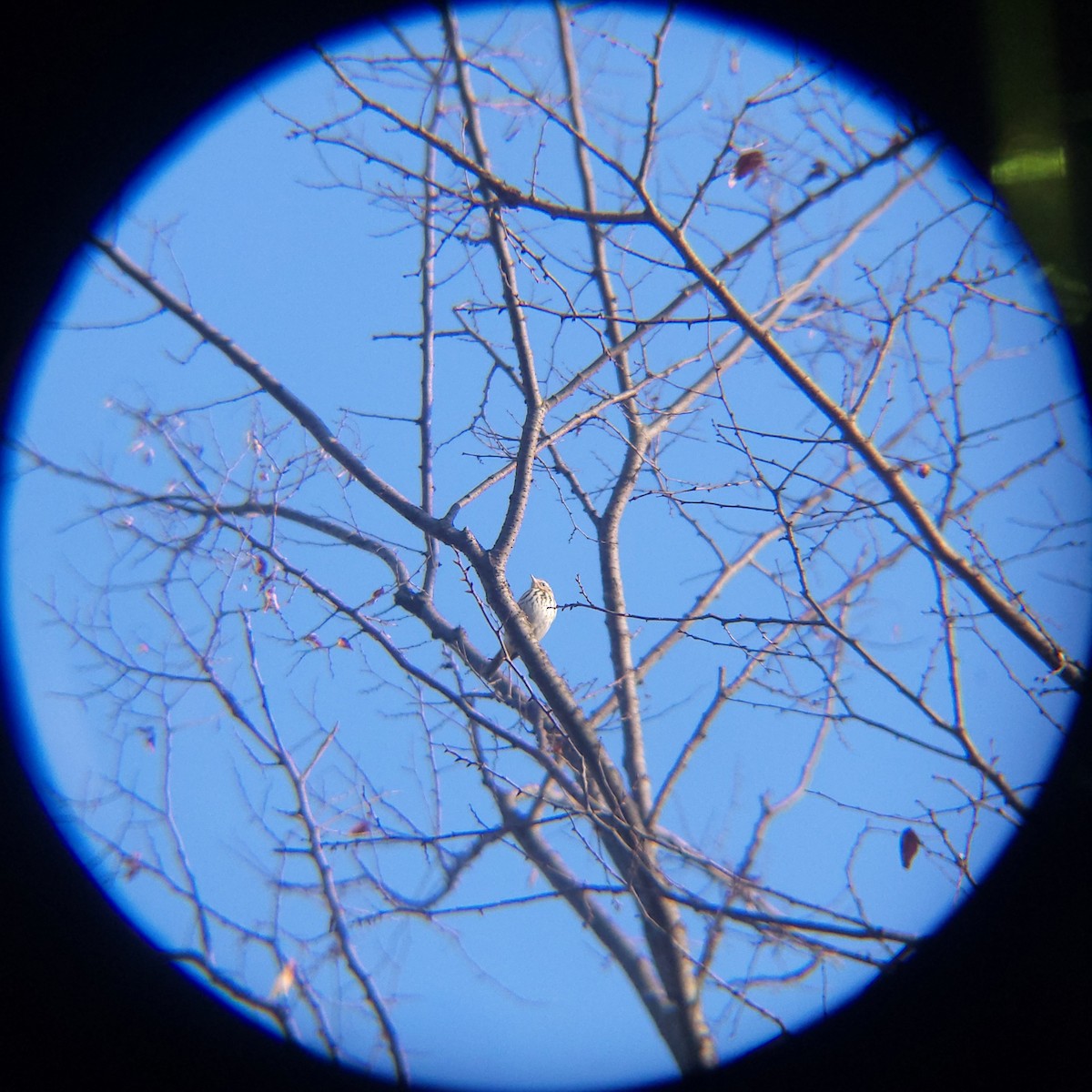 힝둥새 - ML652512504