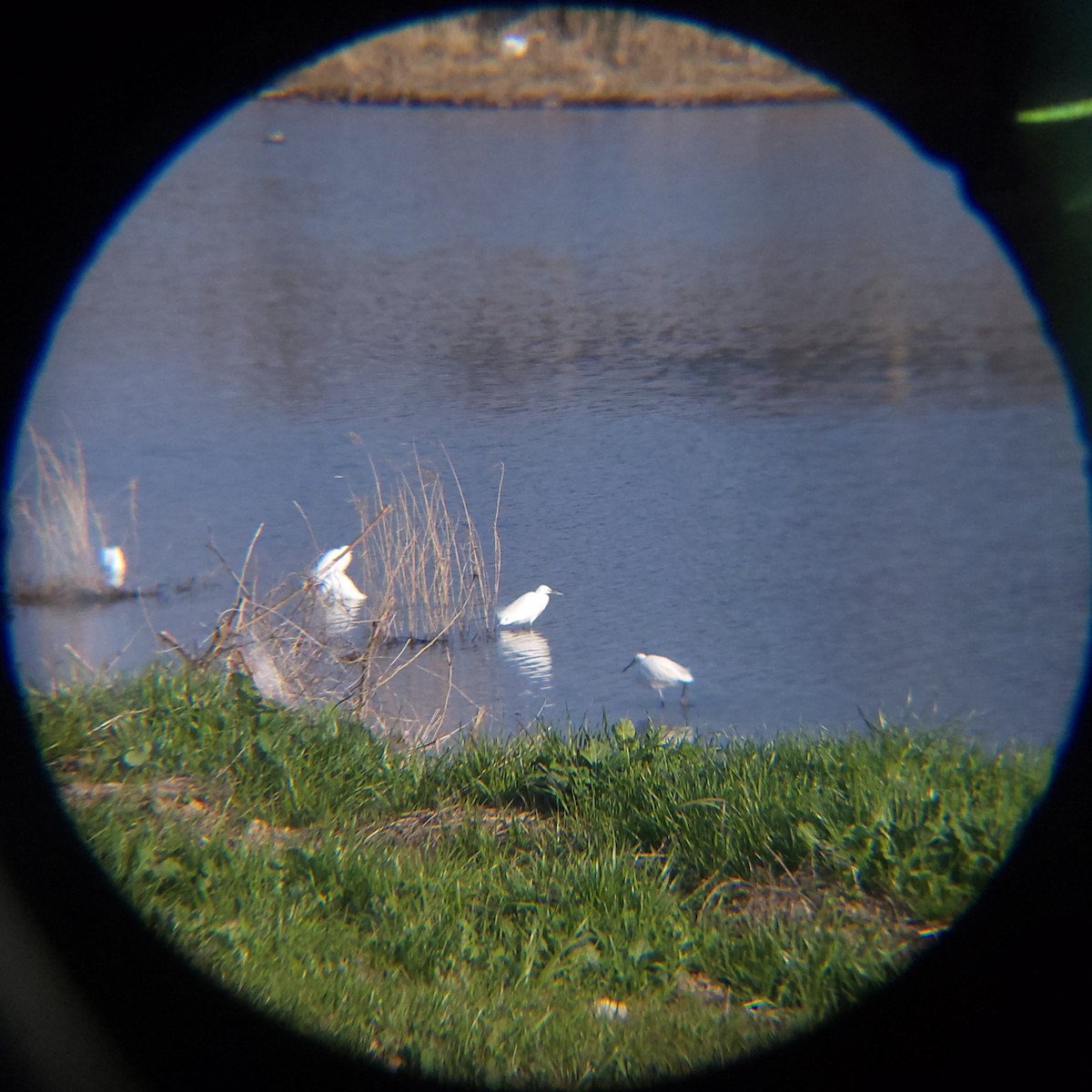 쇠백로 - ML652512569