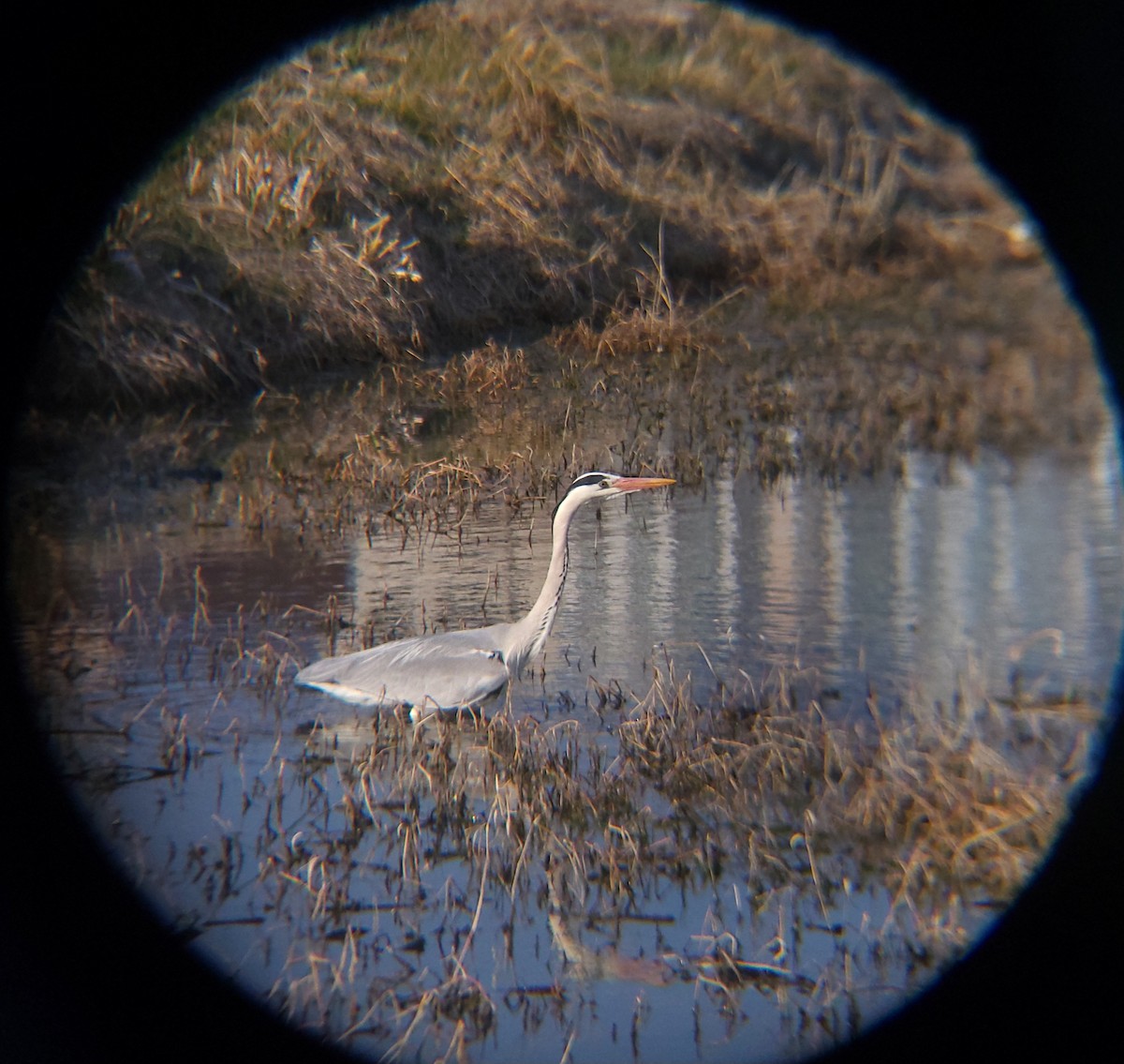 왜가리 - ML652512574