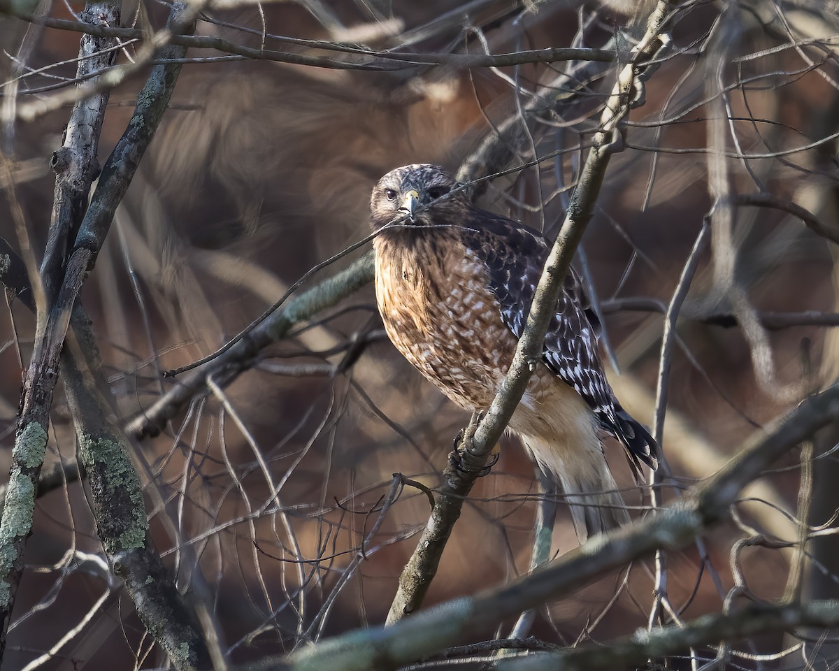 Red-shouldered Hawk - ML652512695