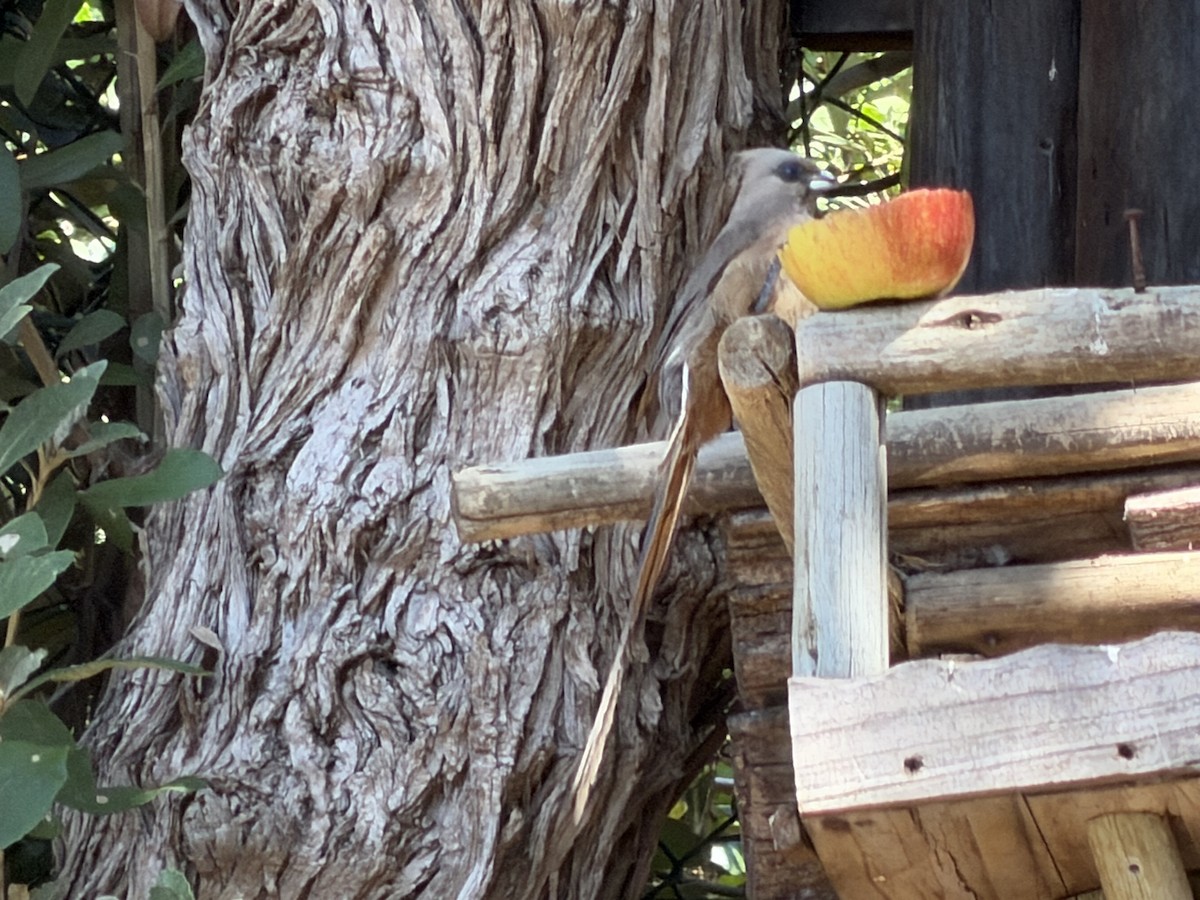 Speckled Mousebird - ML652512803