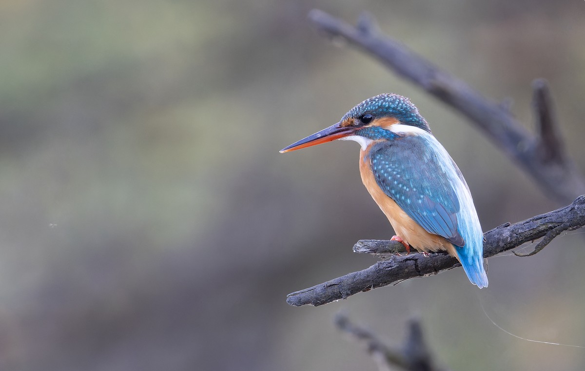 Common Kingfisher - ML652512864