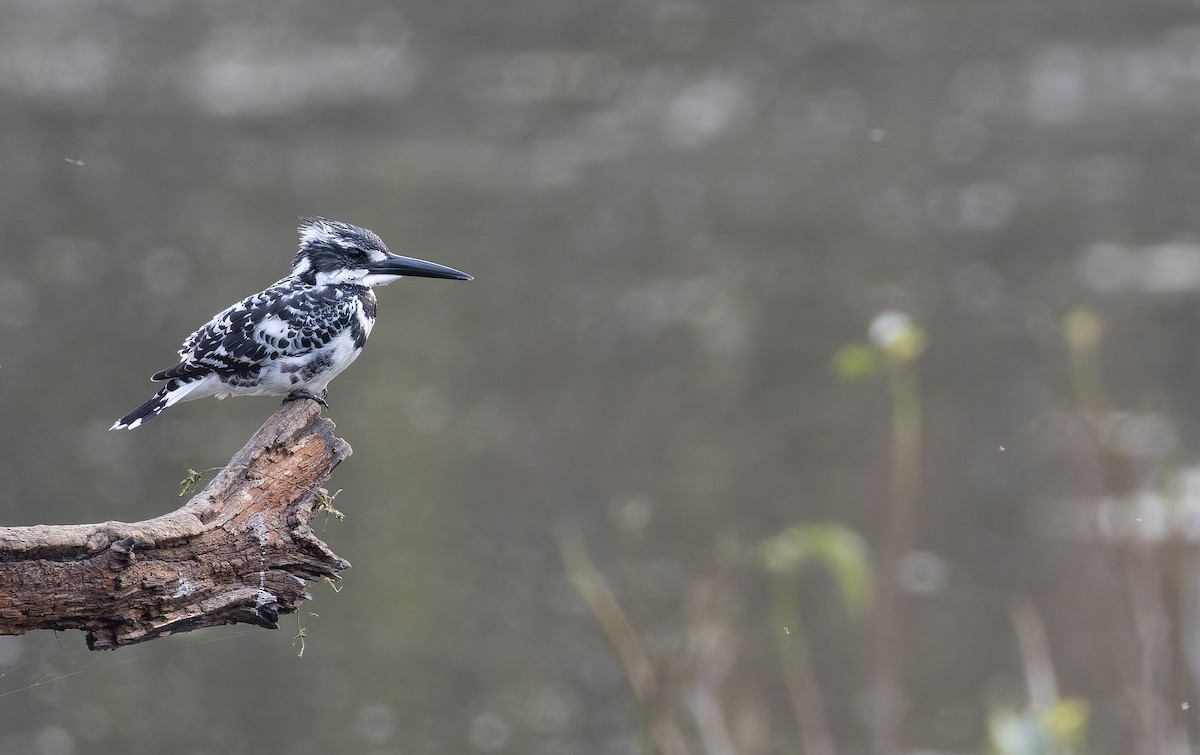 Pied Kingfisher - ML652512907