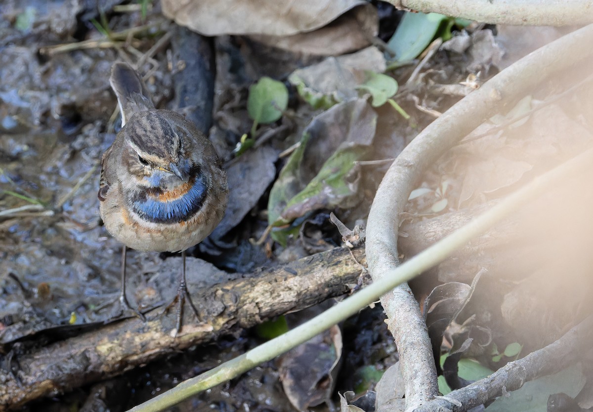 Bluethroat - ML652512950