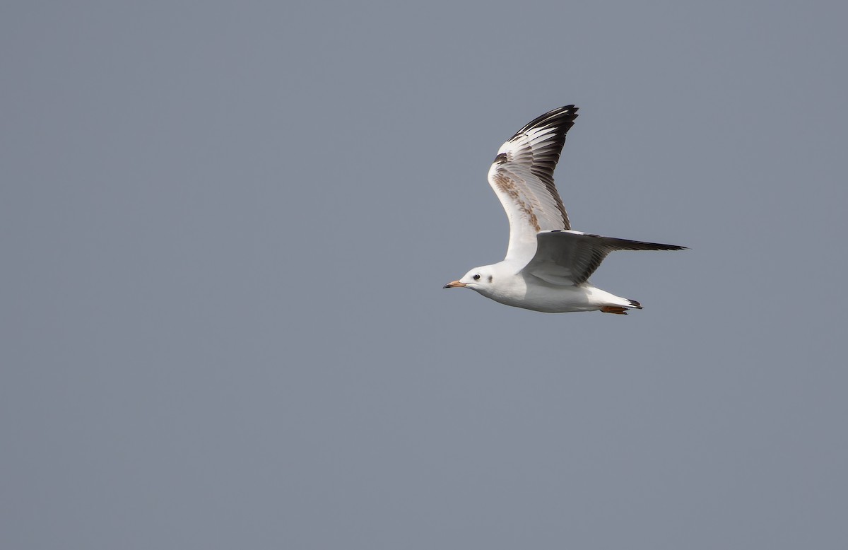 Black-headed Gull - ML652513038