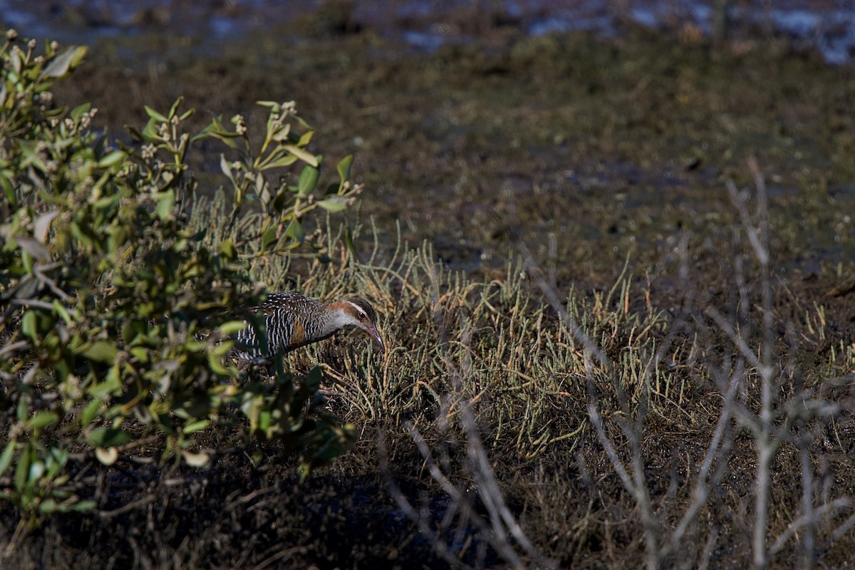 Buff-banded Rail - ML652513063