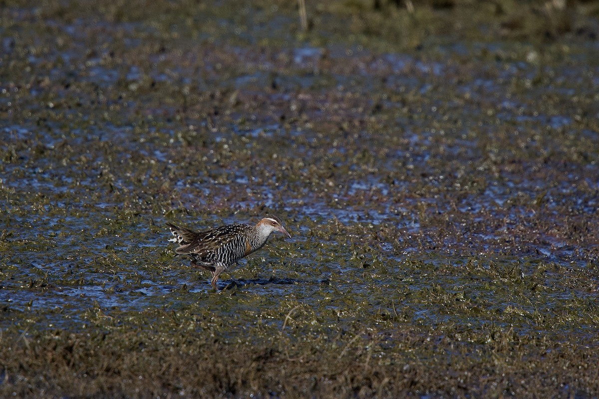 Buff-banded Rail - ML652513064