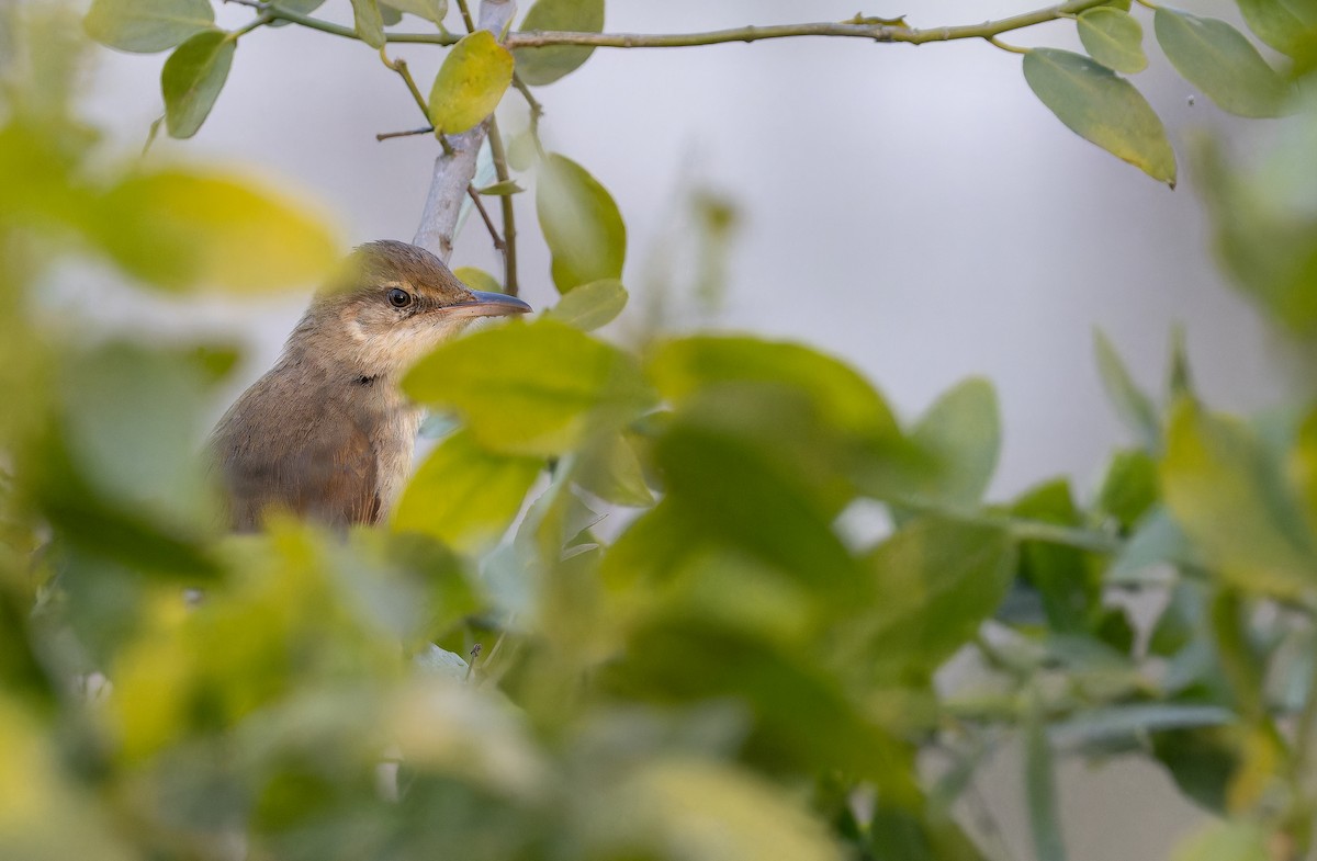 Clamorous Reed Warbler - ML652513078