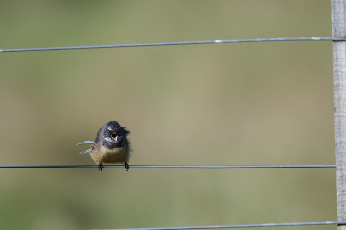 New Zealand Fantail - ML652513092