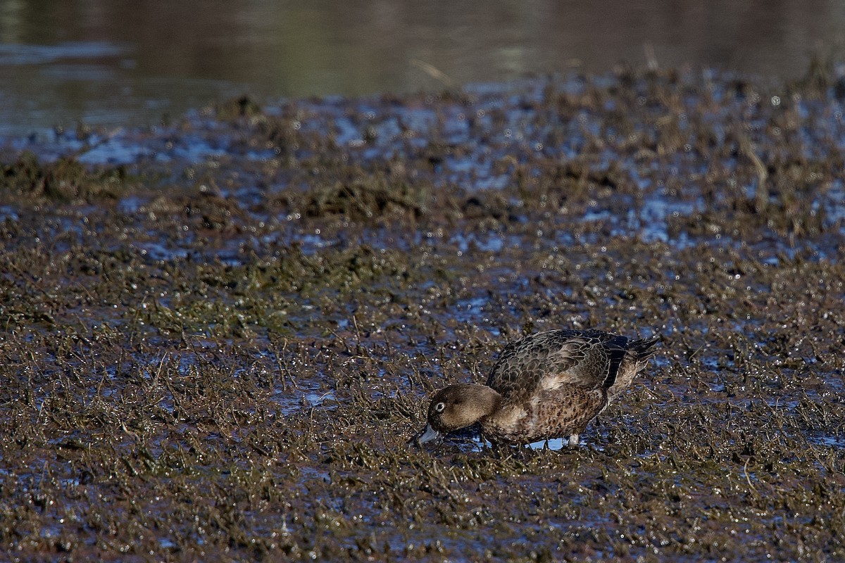 Brown Teal - ML652513116