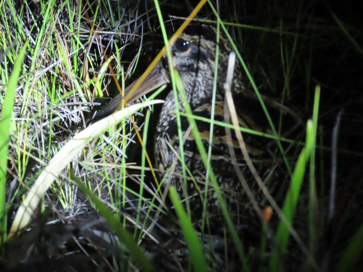 パラグアイタシギ - ML652513212