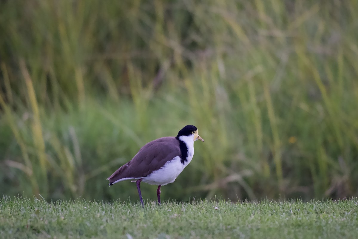 Masked Lapwing - ML652513229
