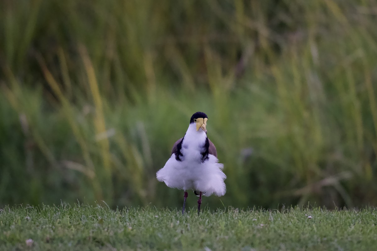 Masked Lapwing - ML652513230