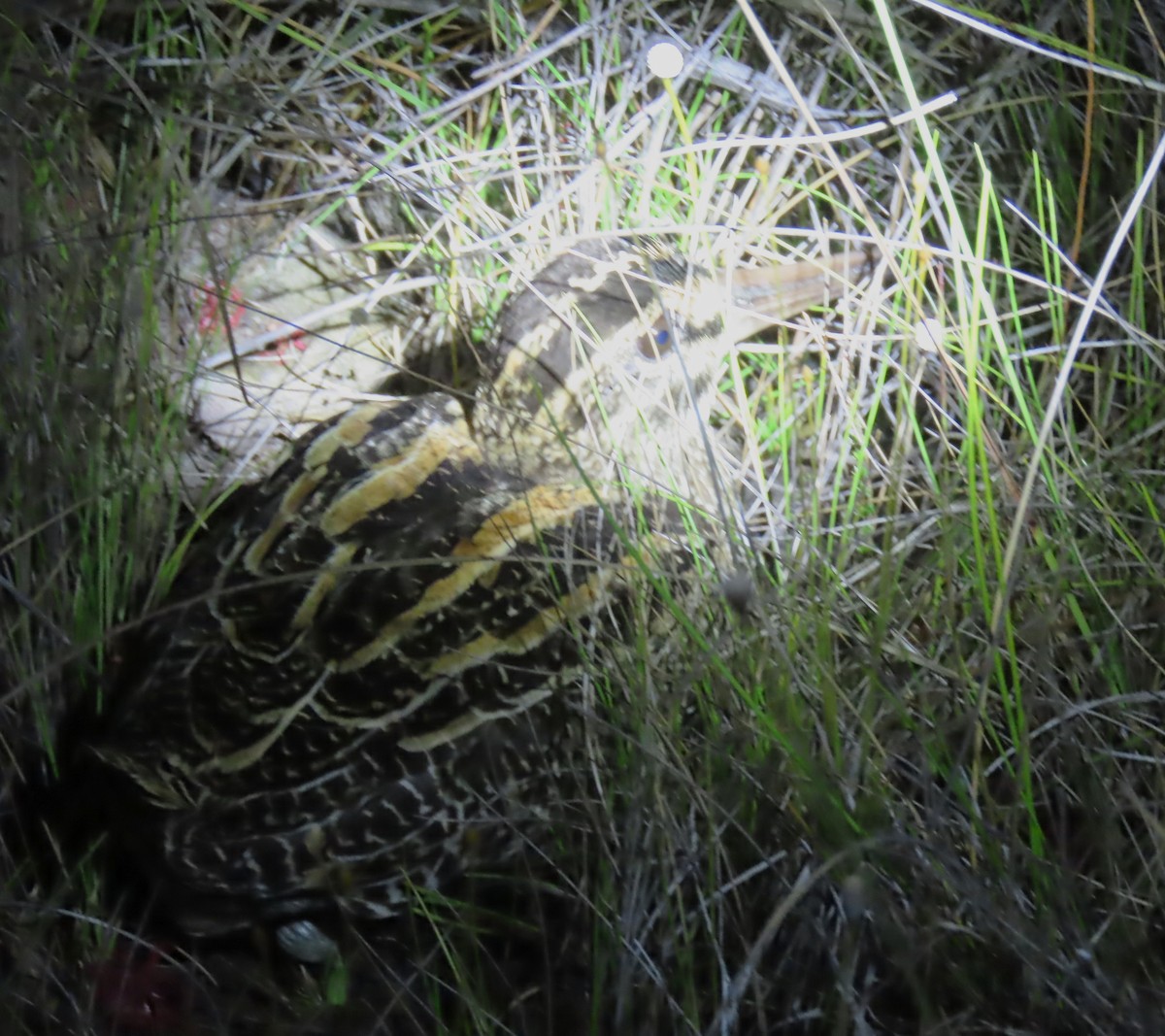 パラグアイタシギ - ML652513267