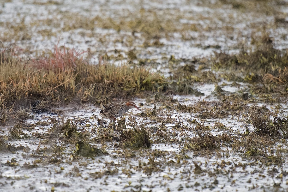 Buff-banded Rail - ML652513272