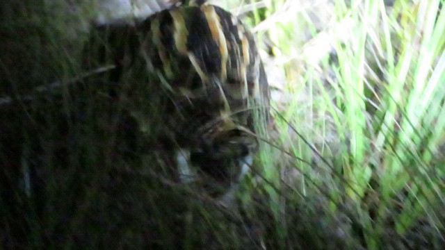 パラグアイタシギ - ML652513280