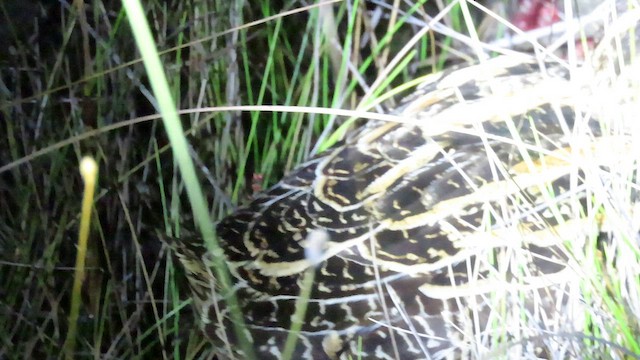 パラグアイタシギ - ML652513284