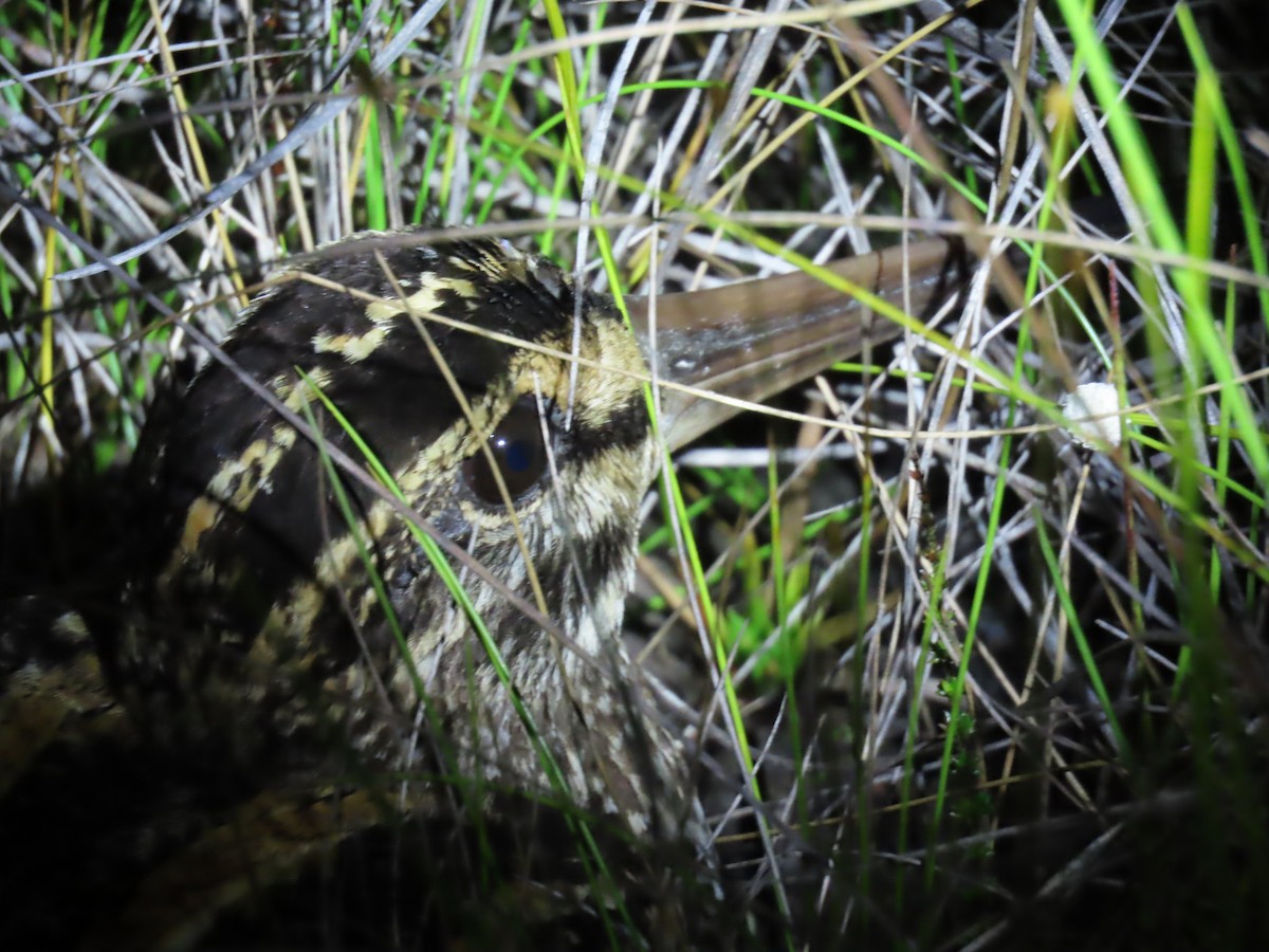 パラグアイタシギ - ML652513322