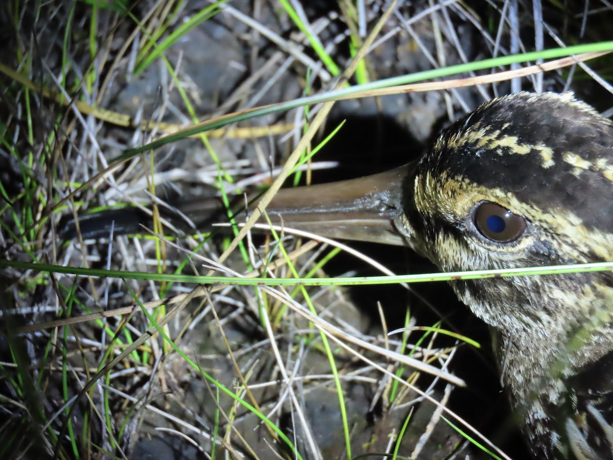 パラグアイタシギ - ML652513335