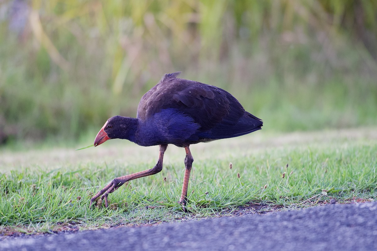 Australasian Swamphen - ML652513368