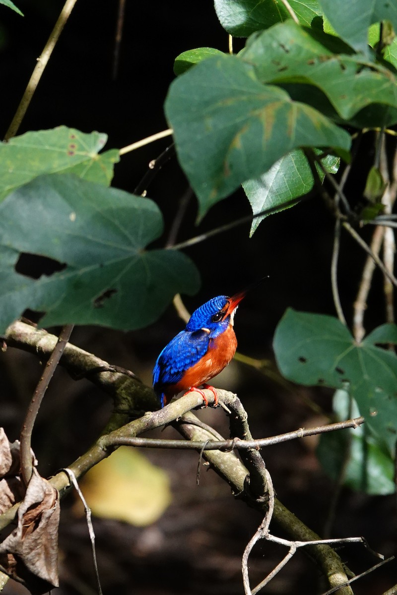 Blue-eared Kingfisher - ML652513389