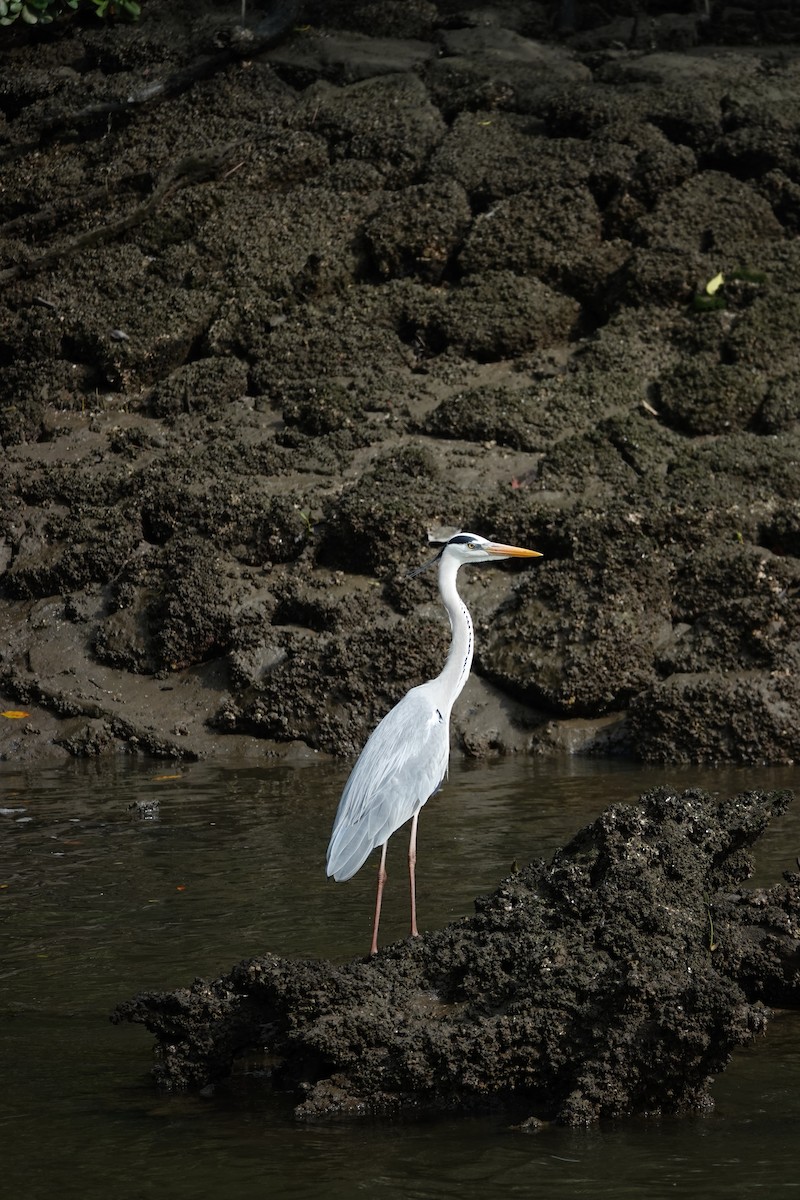 Gray Heron - ML652513392
