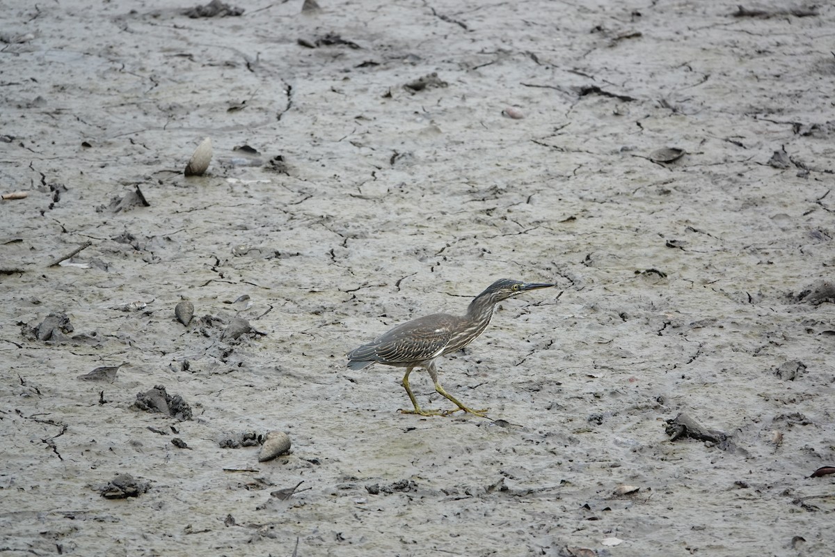 Little Heron - ML652513398
