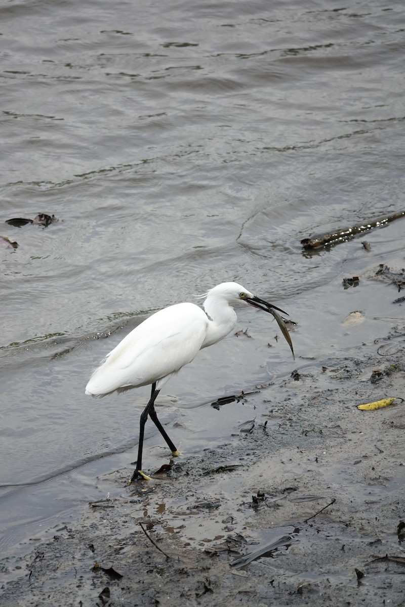 Little Egret - ML652513409