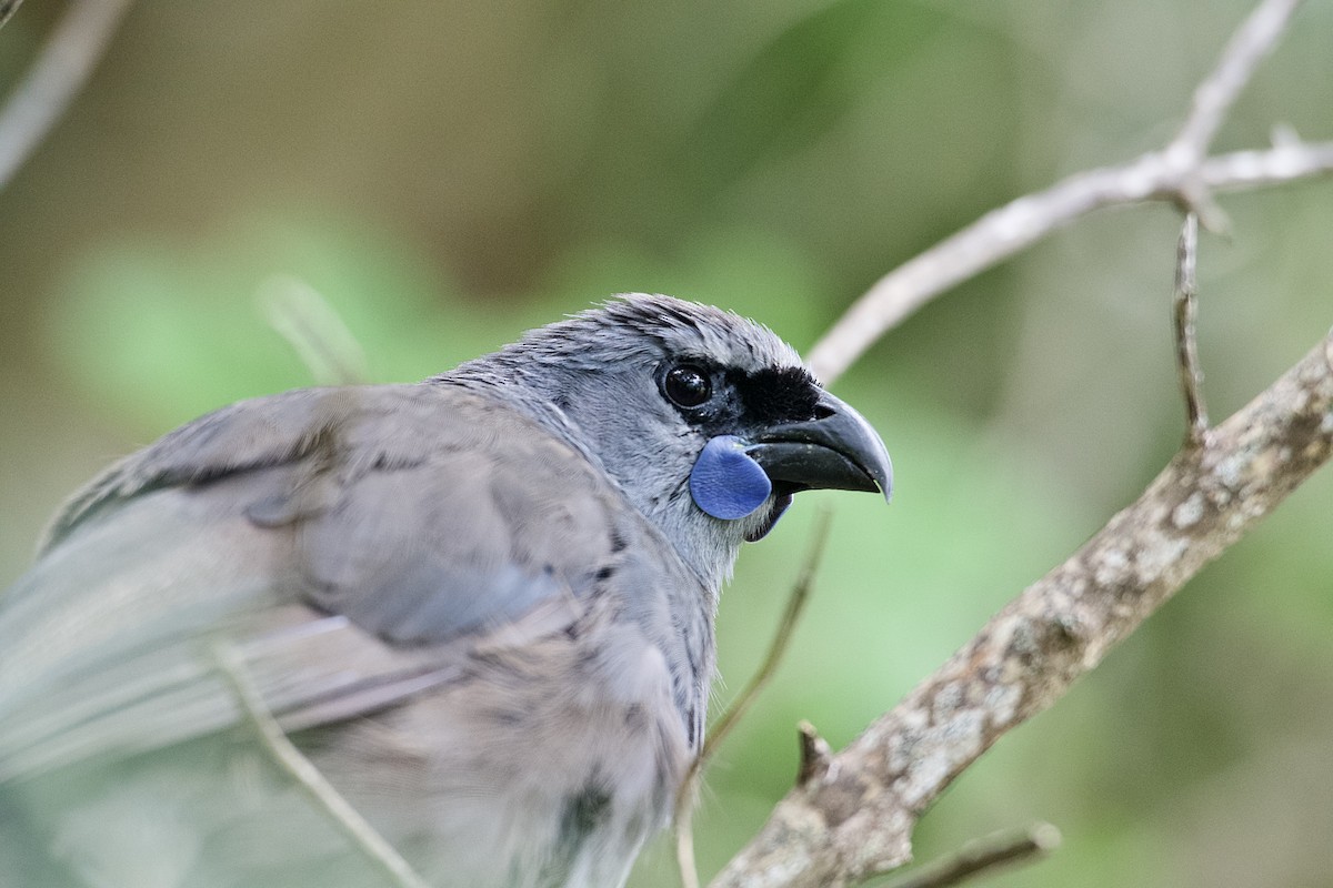 North Island Kokako - ML652513415
