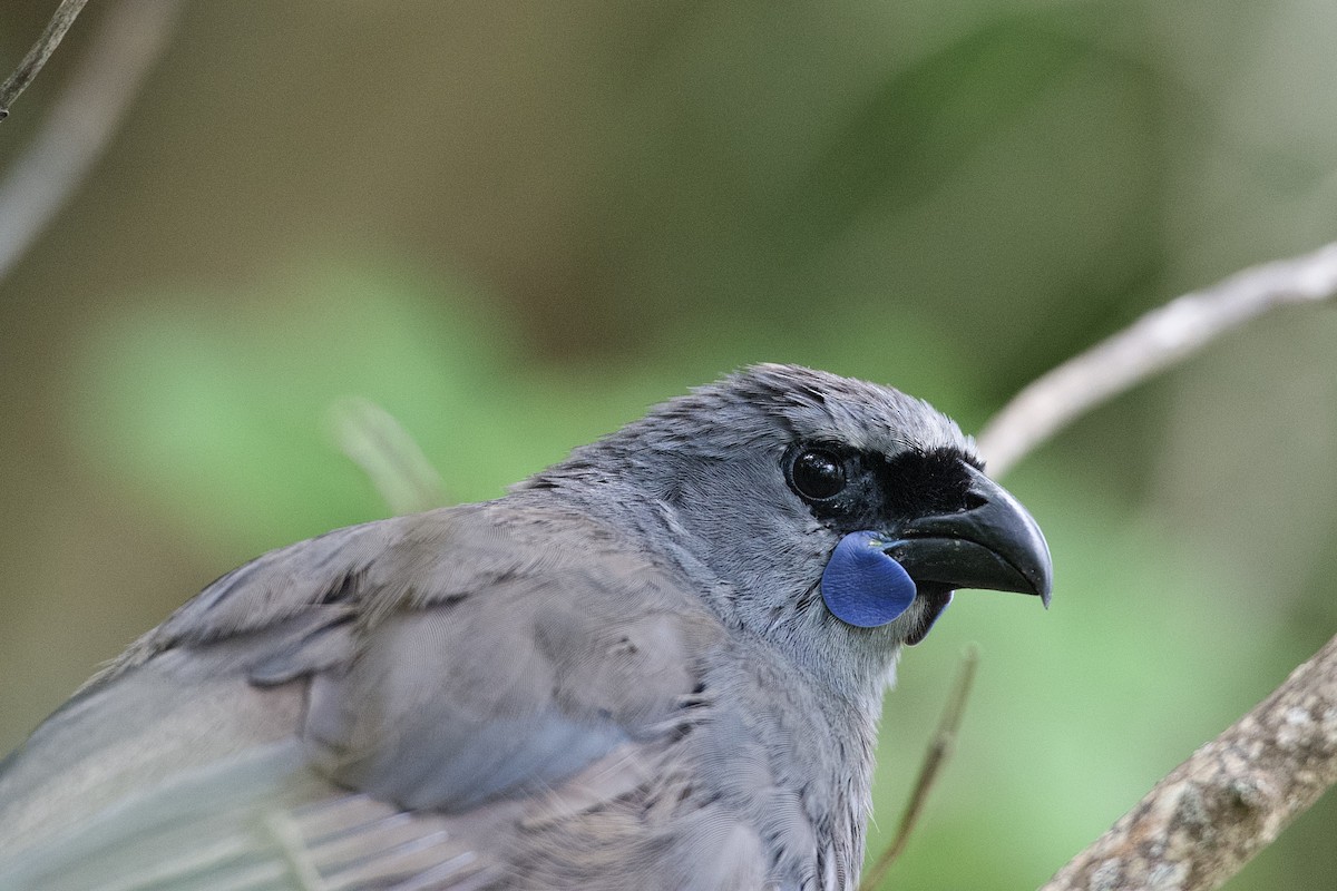 North Island Kokako - ML652513416