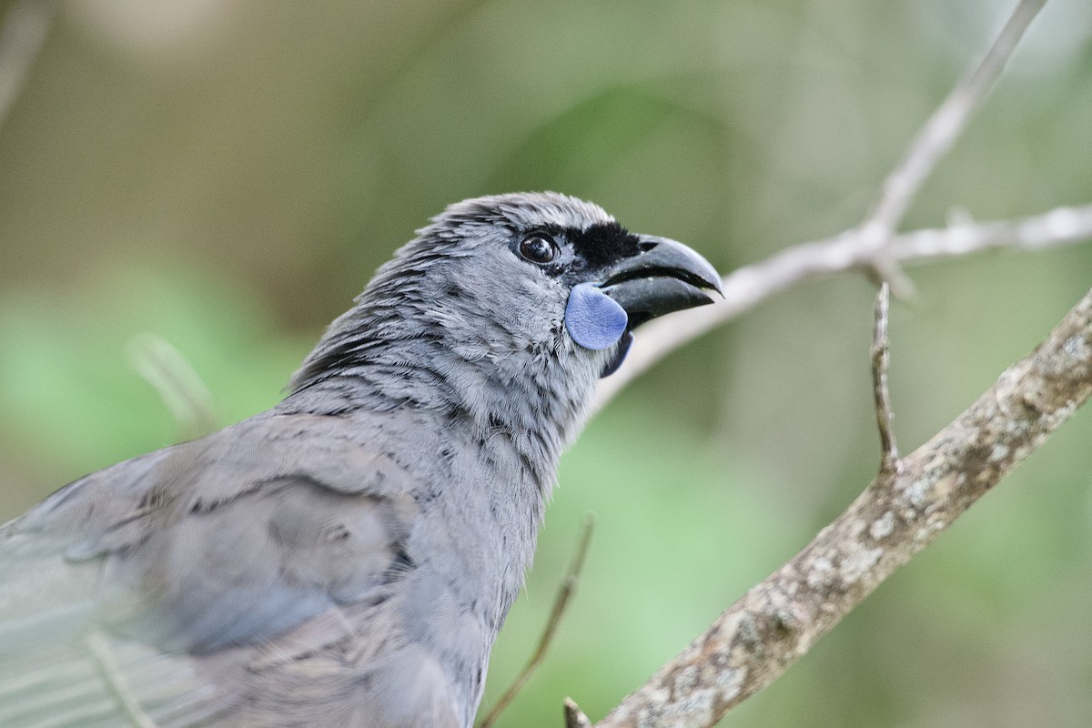 North Island Kokako - ML652513417