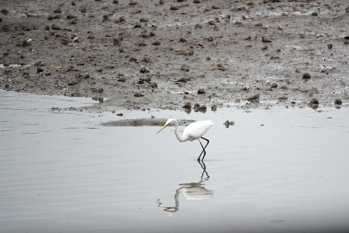 Great Egret - ML652513506