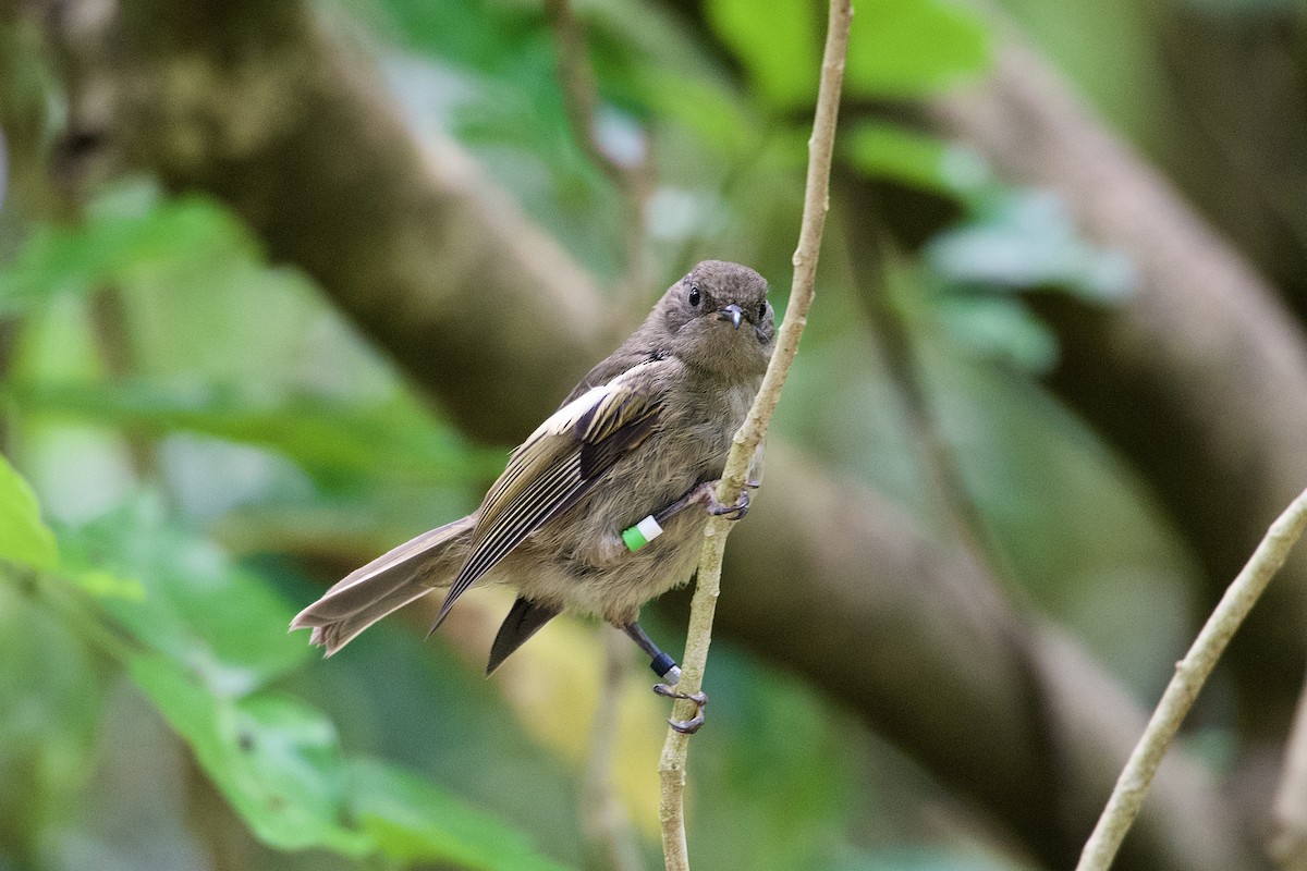 Stitchbird - ML652513542