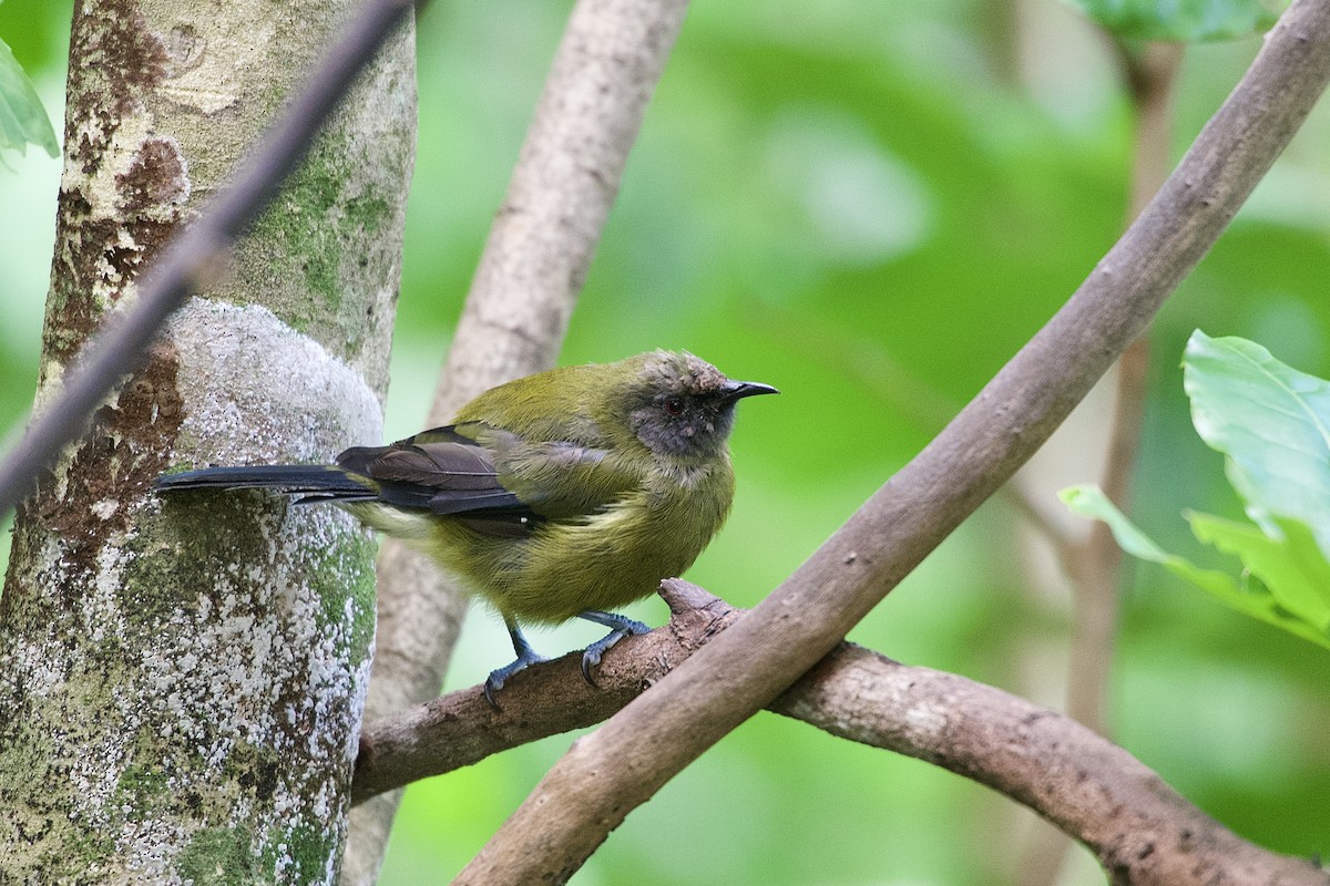 New Zealand Bellbird - ML652513569