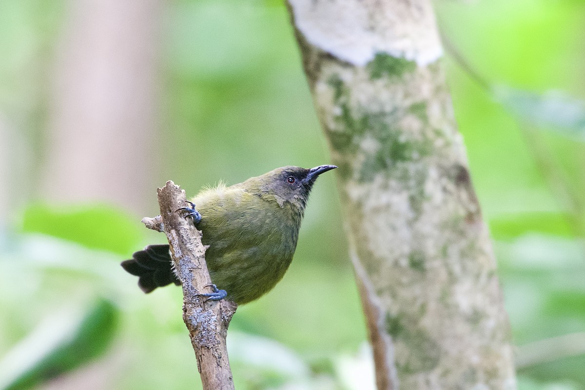 New Zealand Bellbird - ML652513570